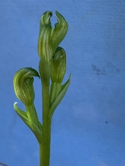 Pterostylis uliginosa
