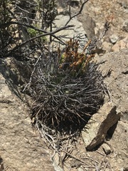 Eriosyce heinrichiana