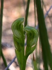 Pterostylis uliginosa