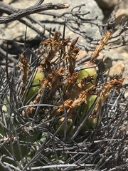 Eriosyce heinrichiana