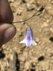 Conanthera campanulata