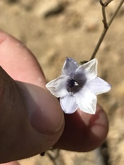 Conanthera campanulata