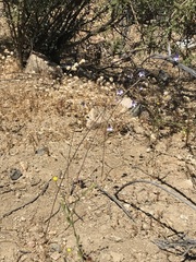 Conanthera campanulata