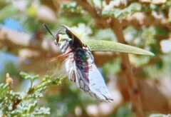 Steraspis squamosa
