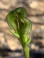 Pterostylis uliginosa