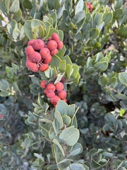 Arctostaphylos catalinae