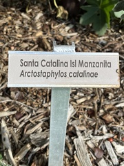 Arctostaphylos catalinae