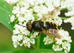 Stratiomys badia