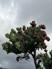 Arctostaphylos catalinae