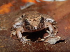 Limnonectes microdiscus