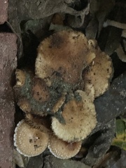 Armillaria sinapina