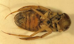 Hesperocorixa laevigata