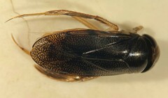 Hesperocorixa laevigata