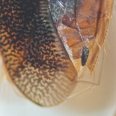 Hesperocorixa laevigata