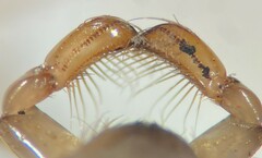 Hesperocorixa laevigata