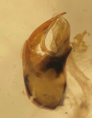 Hesperocorixa laevigata