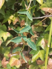 Dolichandra cynanchoides