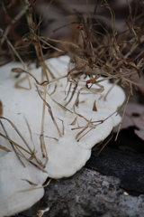 Trametes lactinea