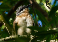 Coccyzus melacoryphus