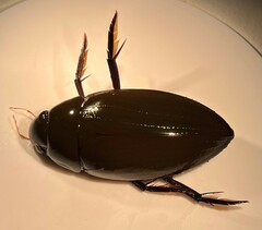 Hydrophilus insularis