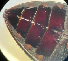 Hydrophilus insularis