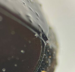 Hydrophilus insularis