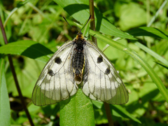 Parnassius mnemosyne