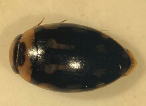 Laccophilus horni