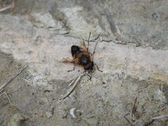 Eristalis similis