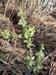 Rhopalomyia californica
