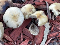 Leratiomyces percevalii