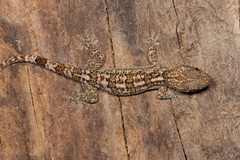 Blaesodactylus ambonihazo