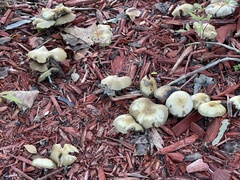 Leratiomyces percevalii