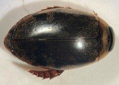 Thermonectus sibleyi