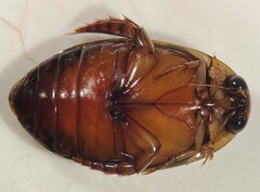 Thermonectus sibleyi