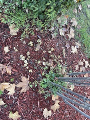 Leratiomyces percevalii