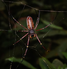 Nephila kuhli
