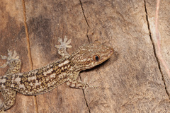 Blaesodactylus ambonihazo