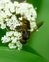 Stratiomys badia