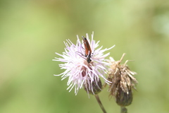 Stenurella bifasciata