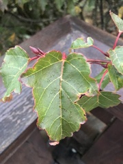 Acer morrisonense