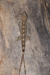 Blaesodactylus ambonihazo