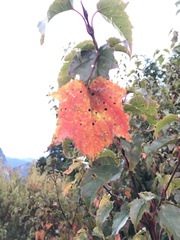 Acer morrisonense