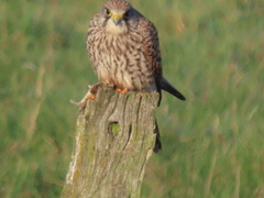 Falco tinnunculus tinnunculus