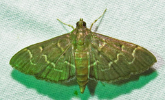 Pilocrocis ramentalis