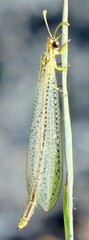 Brachynemurus