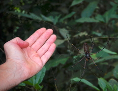 Nephila kuhli