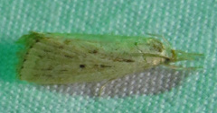 Diatraea lisetta