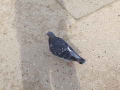 Columba livia domestica