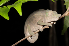 Furcifer rhinoceratus